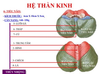 HỆ THẦN KINH
6- TIỂU NÃO:
- KÍCH THƢỚC: 6cm X 10cm X 5cm
- CÂN NẶNG: 140- 150g
THÙY NHỘNG
2- ĐỈNH
1- TRUNG TÂM
5- LƢỠI GÀ
6- THÁP
7- CỦ
3- CHẾCH
4- LÁ
BÁN CẦU
TIỂU NÃO
BÁN CẦU
TIỂU NÃO
BÁN CẦU
TIỂU NÃO
BÁN CẦU
TIỂU NÃO
 