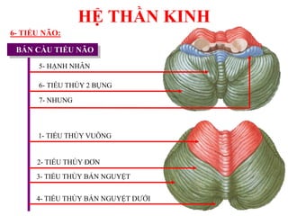 HỆ THẦN KINH
6- TIỂU NÃO:
BÁN CẦU TIỂU NÃO
2- TIỂU THÙY ĐƠN
1- TIỂU THÙY VUÔNG
5- HẠNH NHÂN
6- TIỂU THÙY 2 BỤNG
7- NHUNG
3- TIỂU THÙY BÁN NGUYỆT
4- TIỂU THÙY BÁN NGUYỆT DƢỚI
 