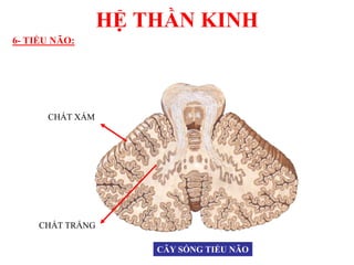 HỆ THẦN KINH
6- TIỂU NÃO:
CHẤT XÁM
CHẤT TRẮNG
CÂY SỐNG TIỂU NÃO
 