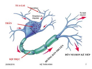 20/08/2016 HỆ THẦN KINH 7
TUA GAI
THÂN
SỢI TRỤC
ĐẾN NEURON KẾ TIẾP
 