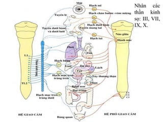 Nhân các
thần kinh
sọ: III, VII,
IX, X.
 