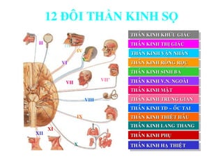 I II
THAÀN KINH KHÖÙU GIAÙC
THAÀN KINH THÒGIAÙCIII
THAÀN KINH VAÄN NHAÕN
IV
THAÀN KINH ROØNG ROÏC
V
THAÀN KINH SINH BA
VI
THAÀN KINH V.N. NGOAØIVII
THAÀN KINH MAËT
VII’
THAÀN KINH TRUNG GIANVIII
THAÀN KINH TÑ – OÁC TAI
IX THAÀN KINH THIEÄT HAÀU
X
THAÀN KINH LANG THANG
XI
THAÀN KINH PHUÏXII
THAÀN KINH HAÏ THIEÄT
12 ĐOÂI THẦN KINH SỌ
 