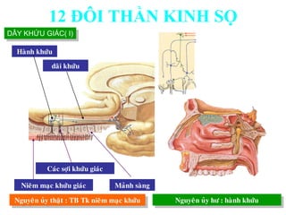 Nieâm maïc khöùu giaùc
Caùc sôïi khöùu giaùc
Maûnh saøng
Haønh khöùu
daõi khöùu
Nguyeân uûy thaät : TB Tk nieâm maïc khöùu Nguyeân uûy hö : haønh khöùu
DÂY KHỨU GIÁC( I)
12 ĐÔI THẦN KINH SỌ
 