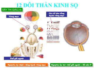 Nguyeân uûy thaät : taàng haïch voõng maïc Nguyeân uûy hö : theå goái ngoaøi + loài naõo T
Theå goái ngoaøi
Voõng maïc
Caùc teá baùo taàng
haïch voõng maïc
DÂY THỊ GIÁC( II)
12 ĐÔI THẦN KINH SỌ
 