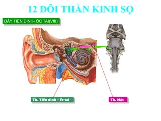 Tk. Tieàn ñình – oác tai Tk. Maët
DÂY TIỀN ĐÌNH- ỐC TAI(VIII)
12 ĐÔI THẦN KINH SỌ
 