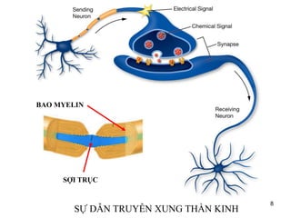 SỰ DẪN TRUYÊN XUNG THẦN KINH
8
SỢI TRỤC
BAO MYELIN
 