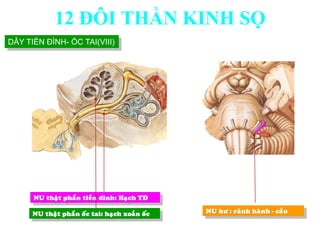 NU thaät phaàn tieàn ñình: Haïch TÑ
NU thaät phaàn oác tai: haïch xoaén oác NU hö : raõnh haønh - caàu
DÂY TIỀN ĐÌNH- ỐC TAI(VIII)
12 ĐÔI THẦN KINH SỌ
 