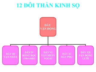 DÂY
VẬN ĐỘNG
DÂY III
VẬN NHÃN
DÂY IV
RÕNG RỌC
(Nhỏ nhất)
DÂY VI
VẬN NHÃN
NGOÀI
DÂY XI
DÂY PHỤ
DÂY XII
VẬN ĐỘNG
LƢỠI
12 ĐÔI THẦN KINH SỌ
 