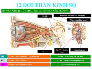 NU thaät: nhaân vaän nhaõn , vaän nhaõn phuï NU hö : raõnh trong truï Ñaïi naõo
Nhaân vaän nhaõn vaø vaän nhaõn phuïTk. III
III
NU thaät: nhaân roøng roïc NU hö : 2 beân haõm maøng tuûy treânIV
Nhaân roøng roïcTk. IV: cô cheùo
treân
NU thaät: nhaân vaän nhaõn ngoøai NU hö : raõnh haønh caàuVI
Nhaân vaän nhaõn ngoaøi
Tk. VI
DÂY VẬN NHÃN( III)- DÂY RÒNG RỌC( IV)- DÂY VẬN NHÃN NGOÀI(VI)
12 ĐÔI THẦN KINH SỌ
 
