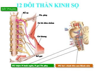 Cô öùc ñoøn chuûm
Cô thang
Tk. phuï
Reãsoï
Reå gai
NU hö : raõnh beân sau Haønh naõoNU thaät: N hoaøi nghi, N gai Tk phuï
DÂY PHỤ(XI)
12 ĐÔI THẦN KINH SỌ
 