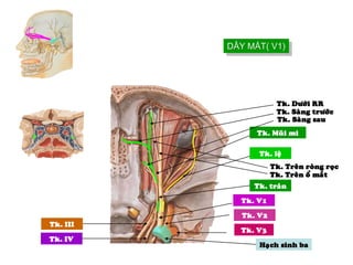 Haïch sinh ba
Tk. V3
Tk. V2
Tk. V1
Tk. IV
Tk. III
Tk. traùn
Tk. Treân oå maét
Tk. Treân roøng roïc
Tk. leä
Tk. Muõi mi
Tk. Saøng sau
Tk. Saøng tröôùc
Tk. Döôùi RR
DÂY MẮT( V1)
12 ĐÔI THẦN KINH SỌ
 