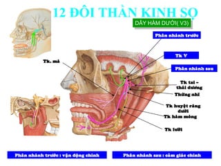 Tk V
Phaân nhaùnh tröôùc
Tk. maù
Phaân nhaùnh tröôùc : vaän ñoäng chính
Phaân nhaùnh sau
Tk tai –
thaùi döông
Tk huyeät raêng
döôùi
Tk haøm moùng
Tk löôõi
Thöøng nhó
Phaân nhaùnh sau : caûm giaùc chính
DÂY HÀM DƯỚI( V3)
12 ĐÔI THẦN KINH SỌ
 