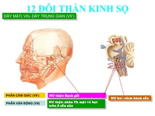 NU thaät: Haïch goái
NU hö : raõnh haønh caàu
PHAÀN CAÛM GIAÙC (VII’)
NU thaät: nhaân Tk maët vaø boït
treân ôû caàu naõo
PHAÀN VAÄN ÑOÄNG (VII)
DÂY MẶT( VII)- DÂY TRUNG GIAN (VII’)
12 ĐÔI THẦN KINH SỌ
 