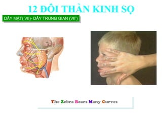 The Zebra Bears Many Curves
DÂY MẶT( VII)- DÂY TRUNG GIAN (VII’)
12 ĐÔI THẦN KINH SỌ
 
