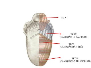TK VII
(CẢM GIÁC 2/3 TRƢỚC LƢỠI)
TK V
(CẢM GIÁC BẢN THỂ)
TK IX
(CẢM GIÁC 1/3 SAU LƢỠI)
TK X
 