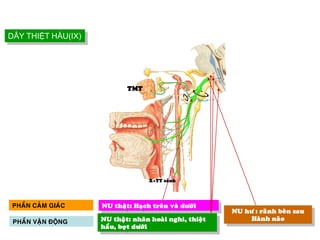 NU thaät: Haïch treân vaø döôùi
NU hö : raõnh beân sau
Haønh naõo
PHAÀN CAÛM GIAÙC
NU thaät: nhaân hoaøi nghi, thieät
haàu, boït döôùi
PHAÀN VAÄN ÑOÄNG
X+TT caûnh
TMT
DÂY THIỆT HẦU(IX)
12 ĐÔI THẦN KINH SỌ
 