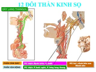 NU thaät: Haïch treân vaø döôùi NU hö : raõnh beân sau
Haønh naõo
PHAÀN CAÛM GIAÙC
NU thaät: N hoaøi nghi, N löng lang thangPHAÀN VAÄN ÑOÄNG
DÂY LANG THANG(X)
12 ĐÔI THẦN KINH SỌ
 