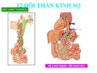 TK LANG THANG : ÑOÁI GIAO CAÛM
ÑrTQ
T.LT t
Haïch taïng
DÂY LANG THANG(X)
12 ĐÔI THẦN KINH SỌ
 