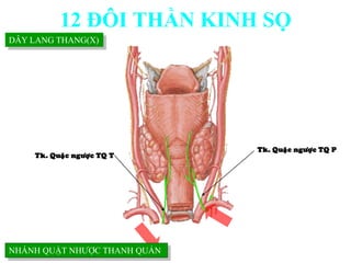 Tk. Quaëc ngöôïc TQ P
Tk. Quaëc ngöôïc TQ T
DÂY LANG THANG(X)
NHÁNH QUẶT NHƢỢC THANH QUẢN
12 ĐÔI THẦN KINH SỌ
 