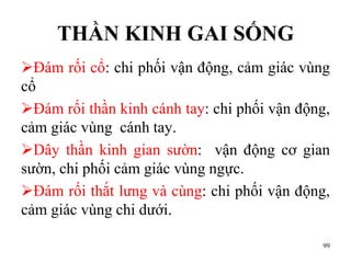 THẦN KINH GAI SỐNG
Đám rối cổ: chi phối vận động, cảm giác vùng
cổ
Đám rối thần kinh cánh tay: chi phối vận động,
cảm giác vùng cánh tay.
Dây thần kinh gian sƣờn: vận động cơ gian
sƣờn, chi phối cảm giác vùng ngực.
Đám rối thắt lƣng và cùng: chi phối vận động,
cảm giác vùng chi dƣới.
99
 