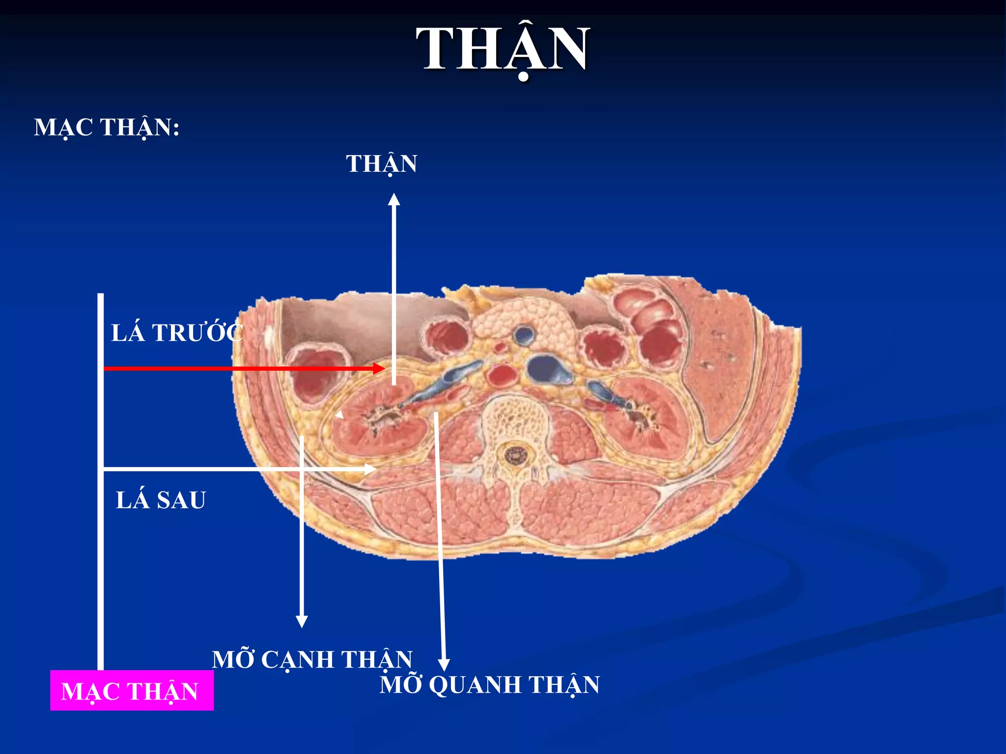 THẬN
MỠ CẠNH THẬN
MỠ QUANH THẬNMẠC THẬN
THẬN
MẠC THẬN:
LÁ TRƢỚC
LÁ SAU
 