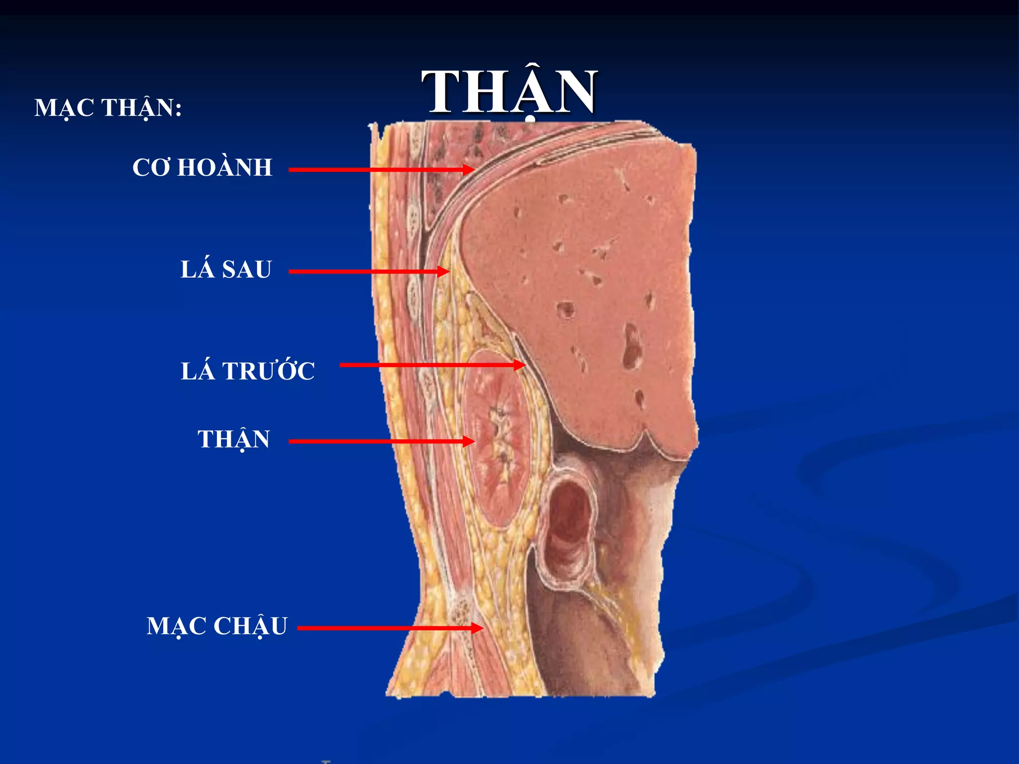 THẬN
CƠ HOÀNH
THẬN
LÁ TRƢỚC
LÁ SAU
MẠC THẬN:
MẠC CHẬU
 