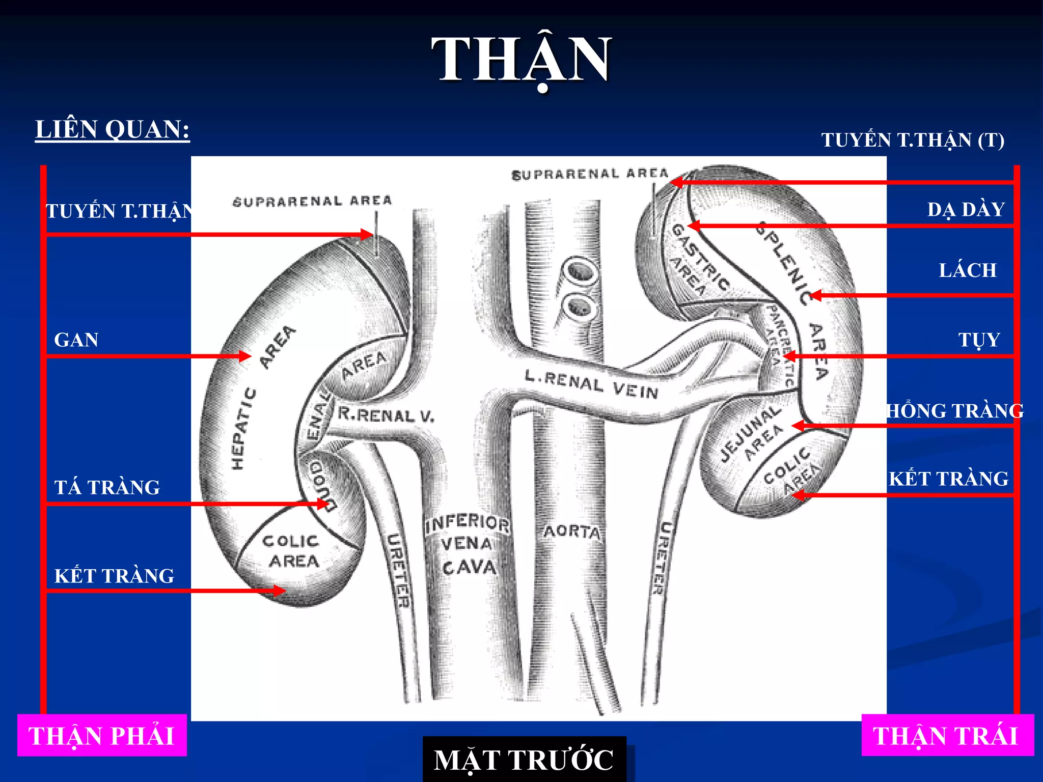 THẬN
LIÊN QUAN:
THẬN PHẢI
KẾT TRÀNG
TÁ TRÀNG
GAN
TUYẾN T.THẬN (P)
THẬN TRÁI
KẾT TRÀNG
HỔNG TRÀNG
TỤY
LÁCH
DẠ DÀY
TUYẾN T.THẬN (T)
MẶT TRƢỚC
 