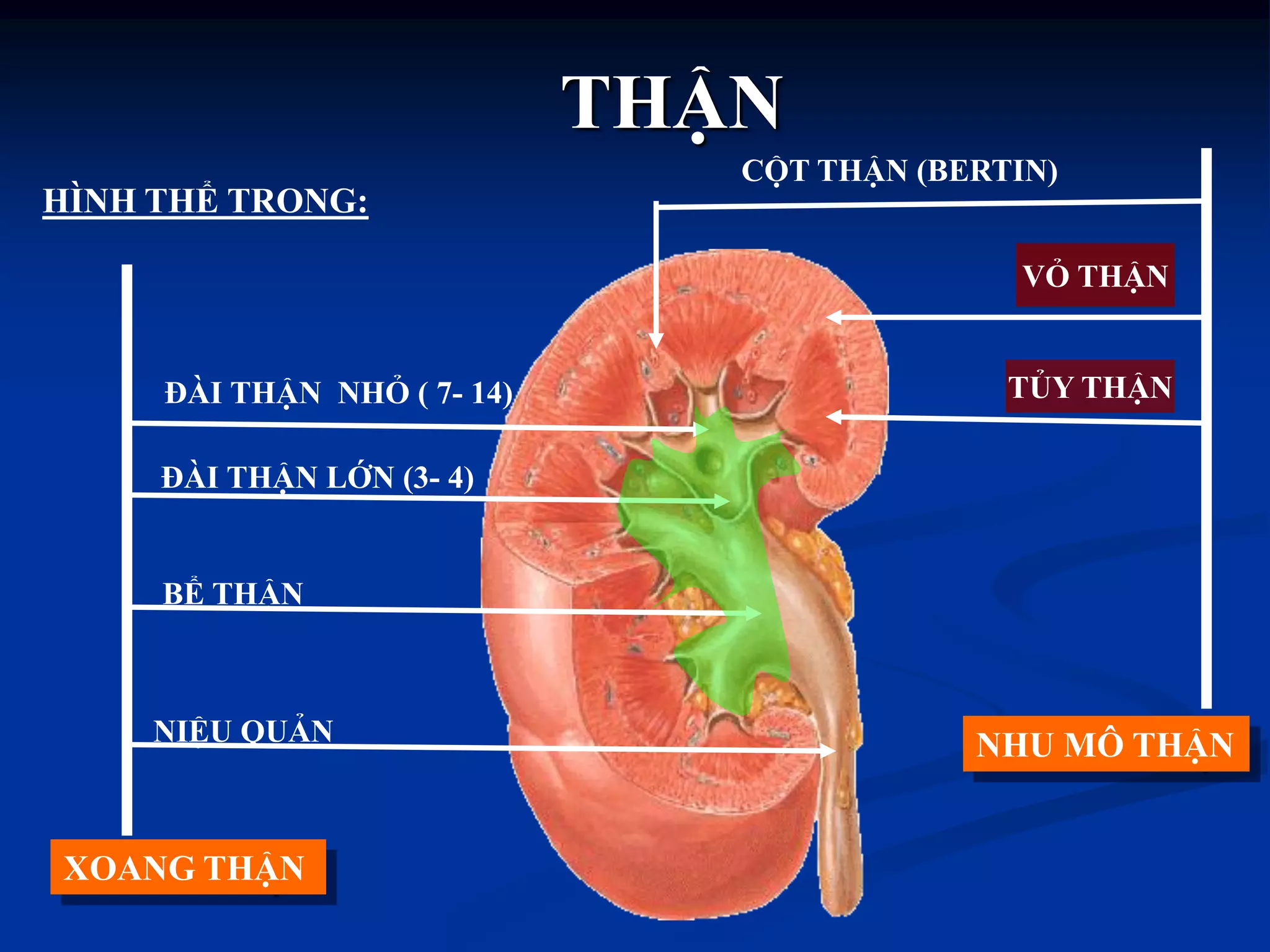 THẬN
ĐÀI THẬN NHỎ ( 7- 14)
ĐÀI THẬN LỚN (3- 4)
BỂ THẬN
NIỆU QUẢN
CỘT THẬN (BERTIN)
TỦY THẬN
VỎ THẬN
HÌNH THỂ TRONG:
XOANG THẬN
NHU MÔ THẬN
 