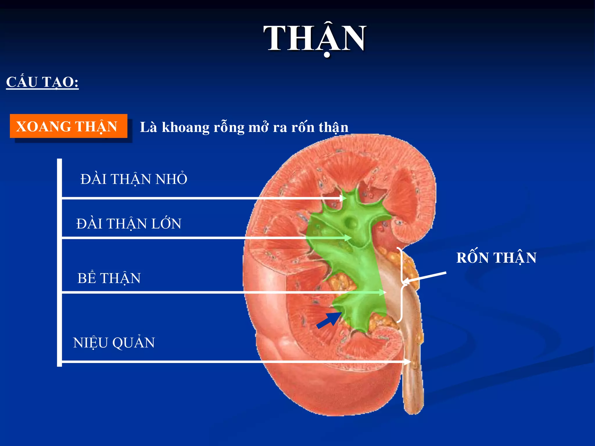 THẬN
ĐÀI THẬN NHỎ
ĐÀI THẬN LỚN
BỂ THẬN
NIỆU QUẢN
CẤU TẠO:
XOANG THẬN
ROÁN THAÄN
Laø khoang roãng môû ra roán thaän
 