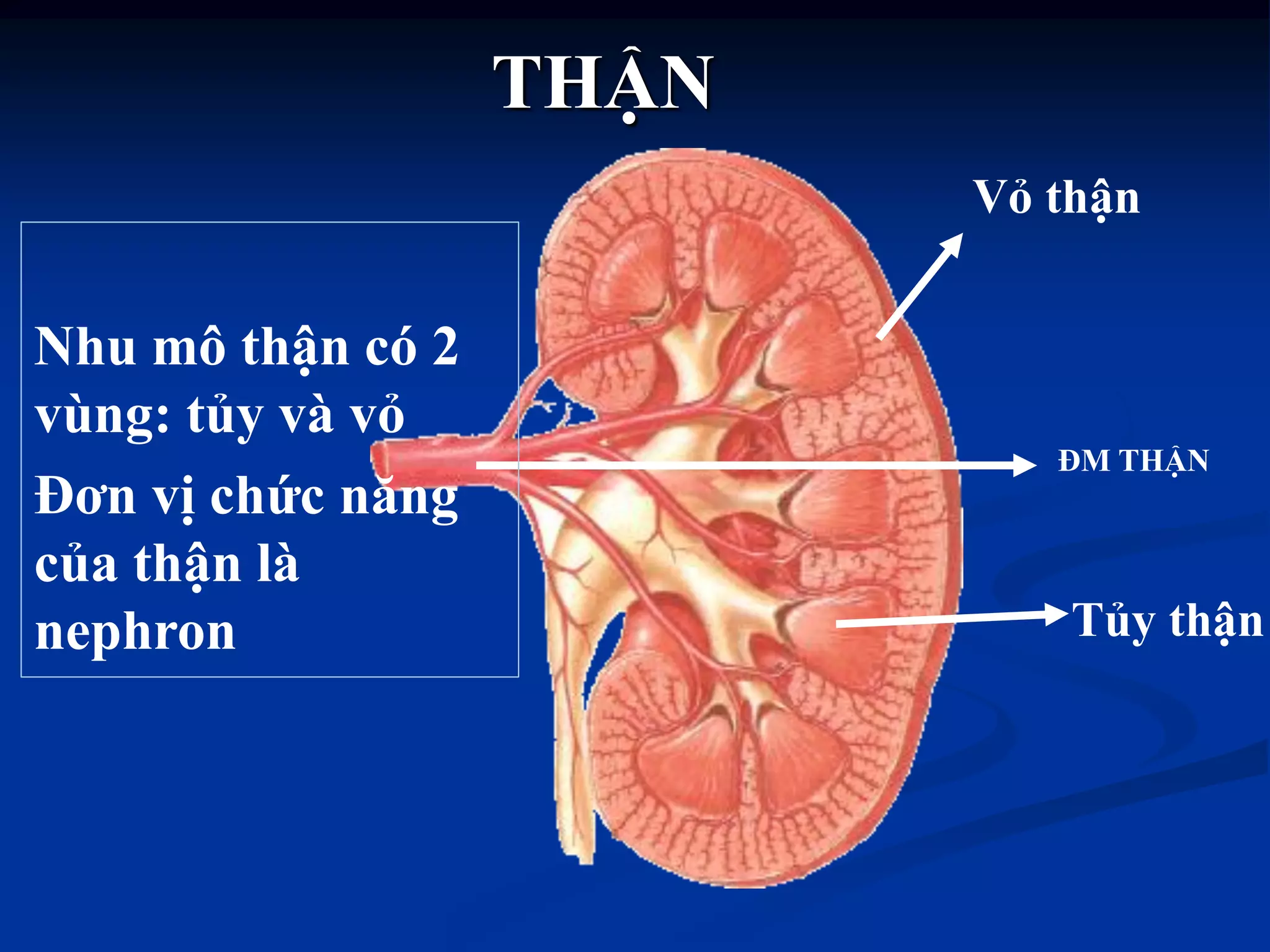 THẬN
ĐM THẬN
Vỏ thận
Tủy thận
Nhu mô thận có 2
vùng: tủy và vỏ
Đơn vị chức năng
của thận là
nephron
 