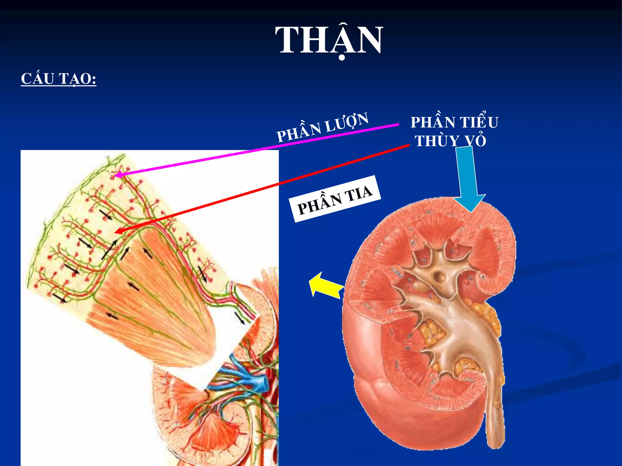 THẬN
CẤU TẠO:
PHAÀN TIEÅU
THUØY VOÛ
 