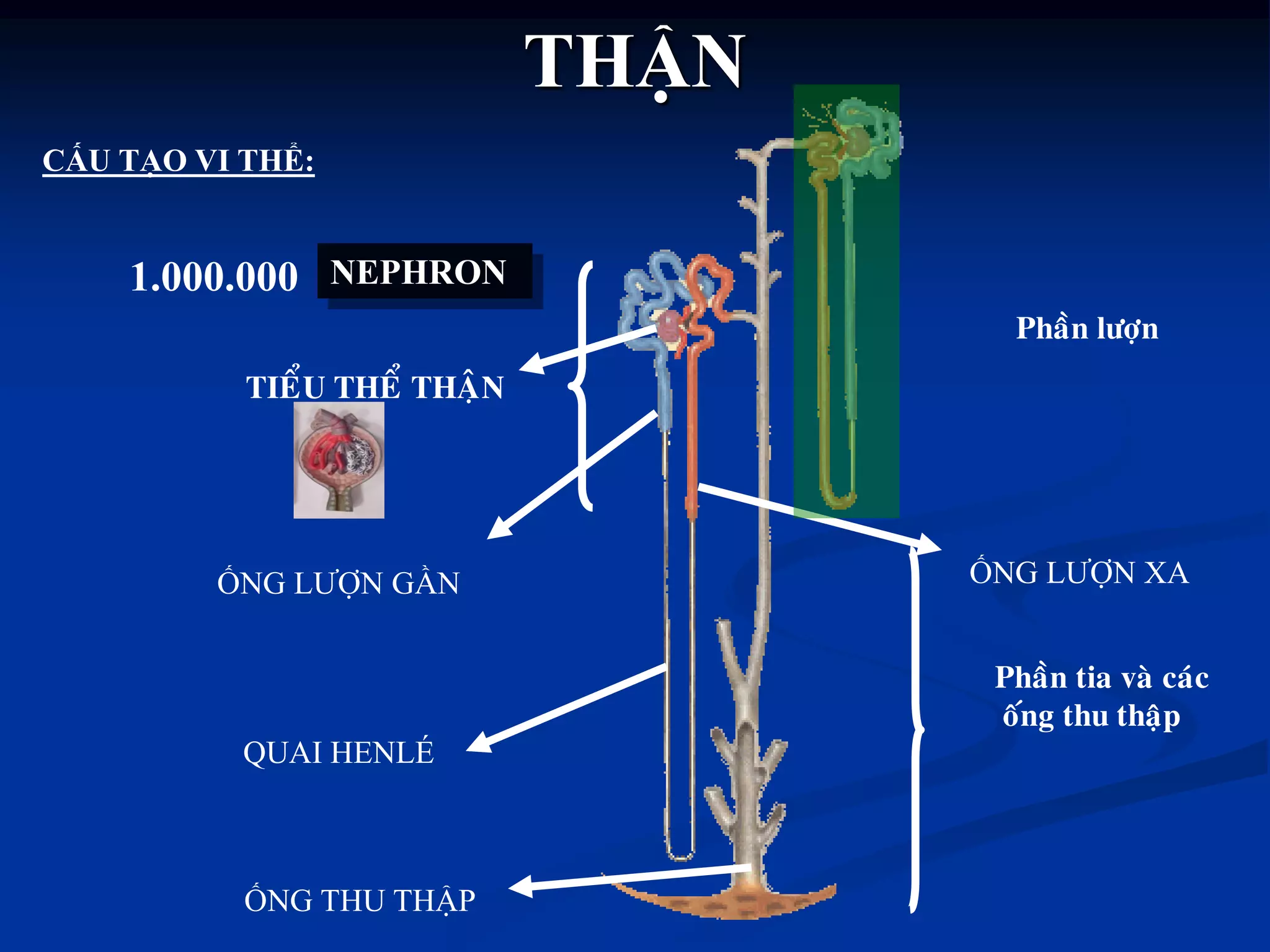 THẬN
QUAI HENLÉ
ỐNG LƢỢN GẦN ỐNG LƢỢN XA
ỐNG THU THẬP
CẤU TẠO VI THỂ:
NEPHRON1.000.000
TIEÅU THEÅ THAÄN
Phaàn löôïn
Phaàn tia vaø caùc
oáng thu thaäp
 