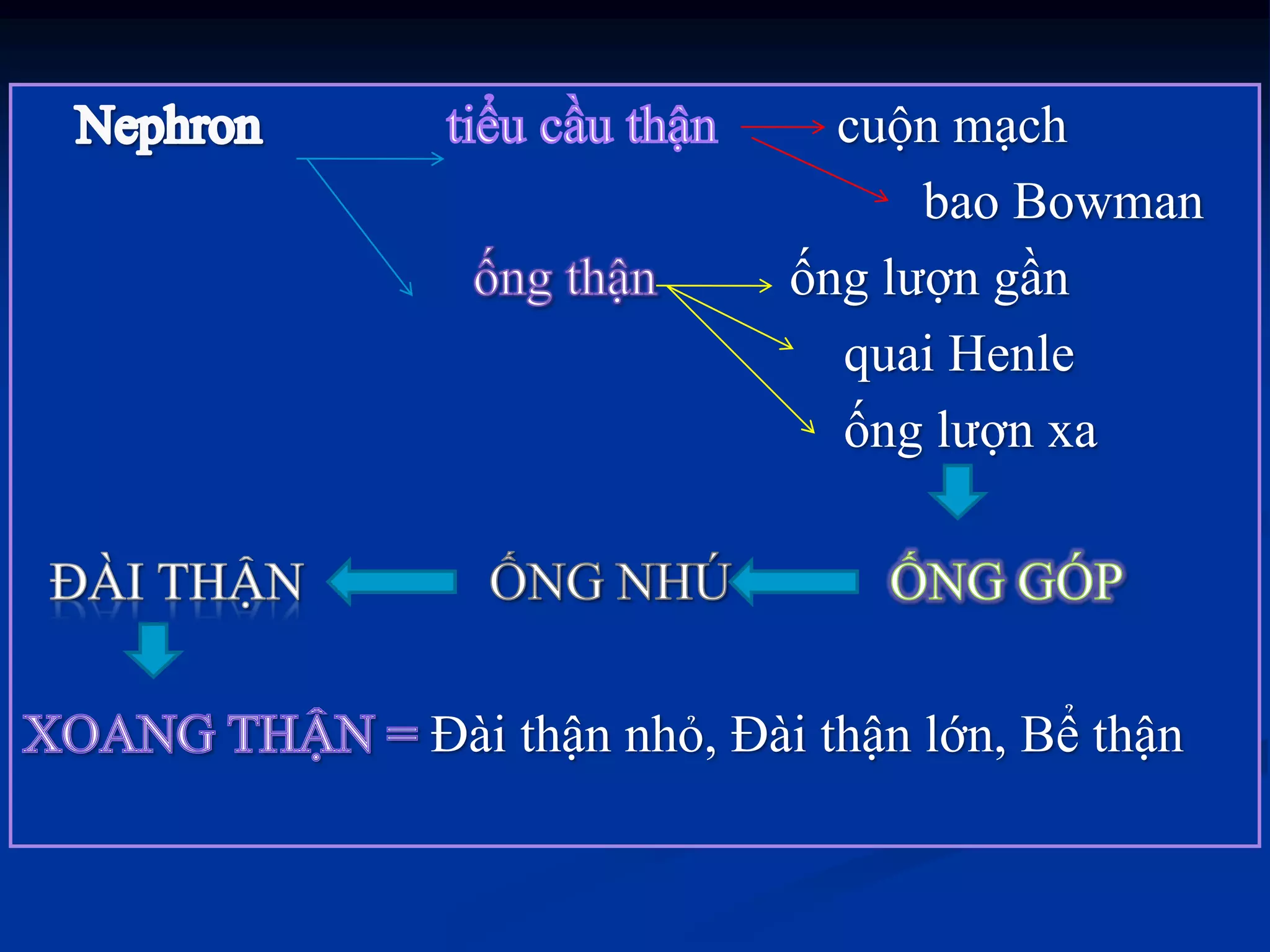 cuộn mạch
bao Bowman
ống lƣợn gần
quai Henle
ống lƣợn xa
Đài thận nhỏ, Đài thận lớn, Bể thận
 