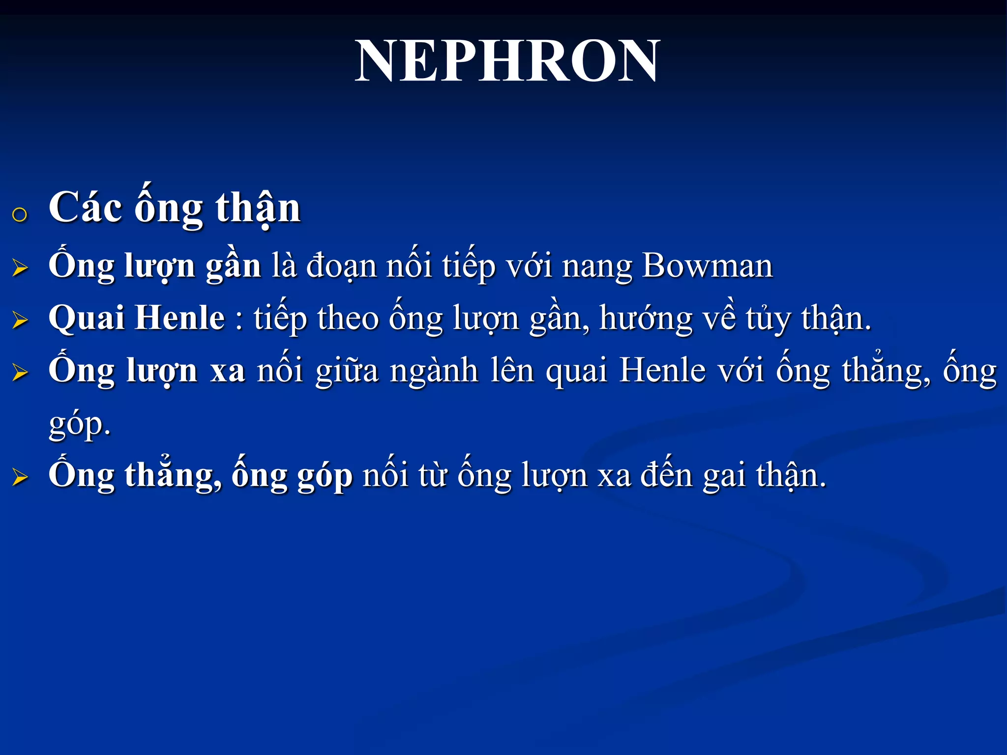 NEPHRON
o Các ống thận
 Ống lƣợn gần là đoạn nối tiếp với nang Bowman
 Quai Henle : tiếp theo ống lƣợn gần, hƣớng về̀ tủy thận.
 Ống lƣợn xa nối giữa ngành lên quai Henle với ống thẳng, ống
góp.
 Ống thẳng, ống góp nối từ ống lƣợn xa đến gai thận.
 