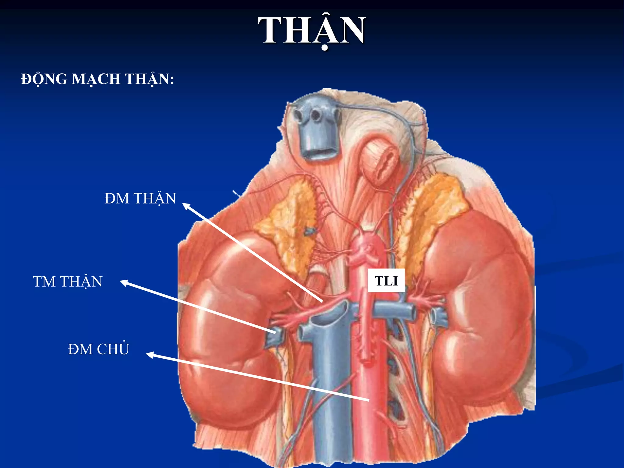 THẬN
ĐM THẬN
TM THẬN
ĐM CHỦ
ĐỘNG MẠCH THẬN:
TLI
 