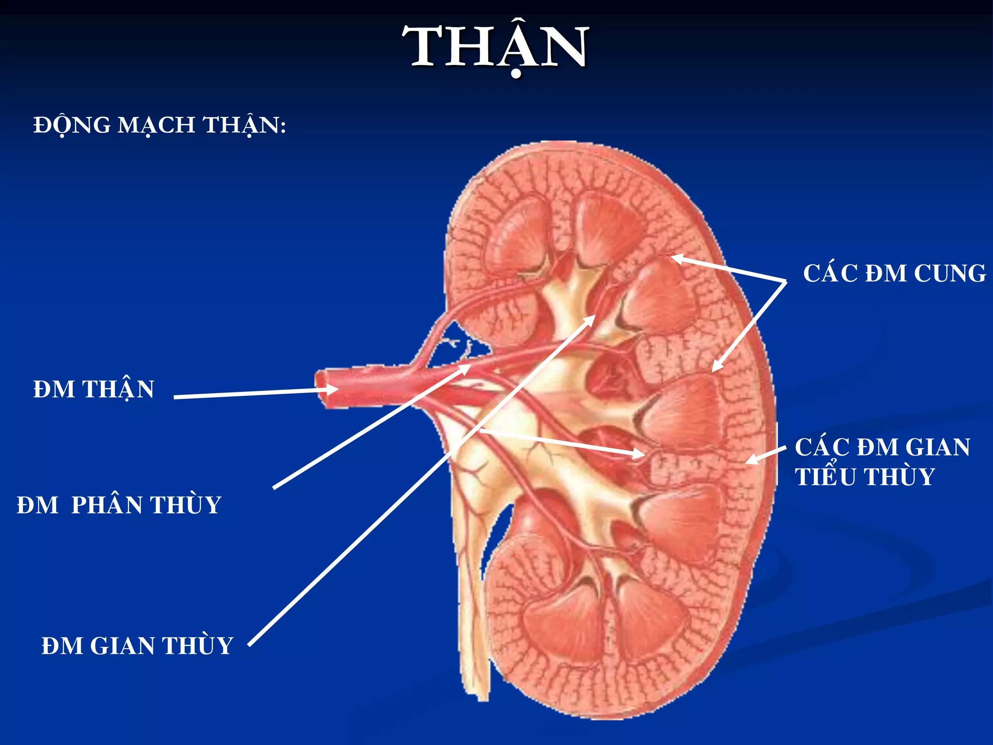 THẬN
ĐỘNG MẠCH THẬN:
ÑM PHAÂN THUØY
ÑM THAÄN
ÑM GIAN THUØY
CAÙC ÑM CUNG
CAÙC ÑM GIAN
TIEÅU THUØY
 