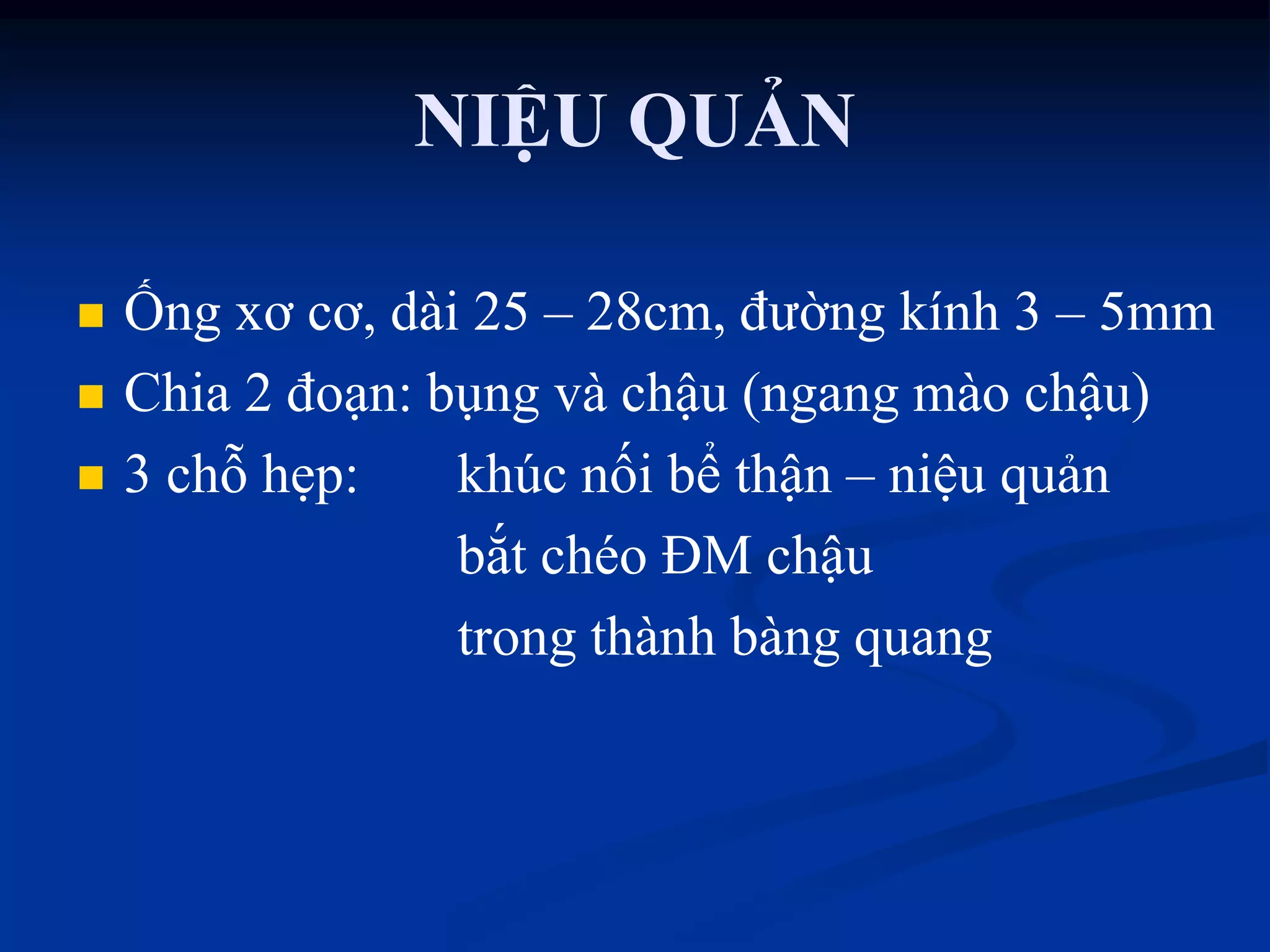 NIỆU QUẢN
 Ống xơ cơ, dài 25 – 28cm, đƣờng kính 3 – 5mm
 Chia 2 đoạn: bụng và chậu (ngang mào chậu)
 3 chỗ hẹp: khúc nối bể thận – niệu quản
bắt chéo ĐM chậu
trong thành bàng quang
 
