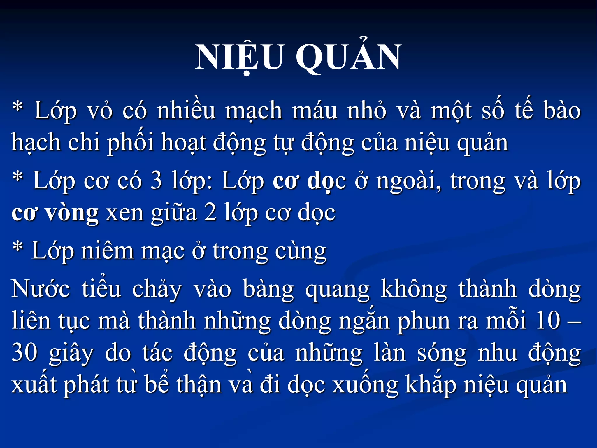 * Lớp vỏ có nhiều mạch máu nhỏ và một số tế bào
hạch chi phối hoạt động tự động của niệu quản
* Lớp cơ có 3 lớp: Lớp cơ dọc ở ngoài, trong và lớp
cơ vòng xen giữa 2 lớp cơ dọc
* Lớp niêm mạc ở trong cùng
Nƣớc tiểu chảy vào bàng quang không thành dòng
liên tục mà thành những dòng ngắn phun ra mỗi 10 –
30 giây do tác động của những làn sóng nhu động
xuất phát tƣ̀̀ bể thận và̀ đi dọc xuống khắp niệu quản
NIỆU QUẢN
 
