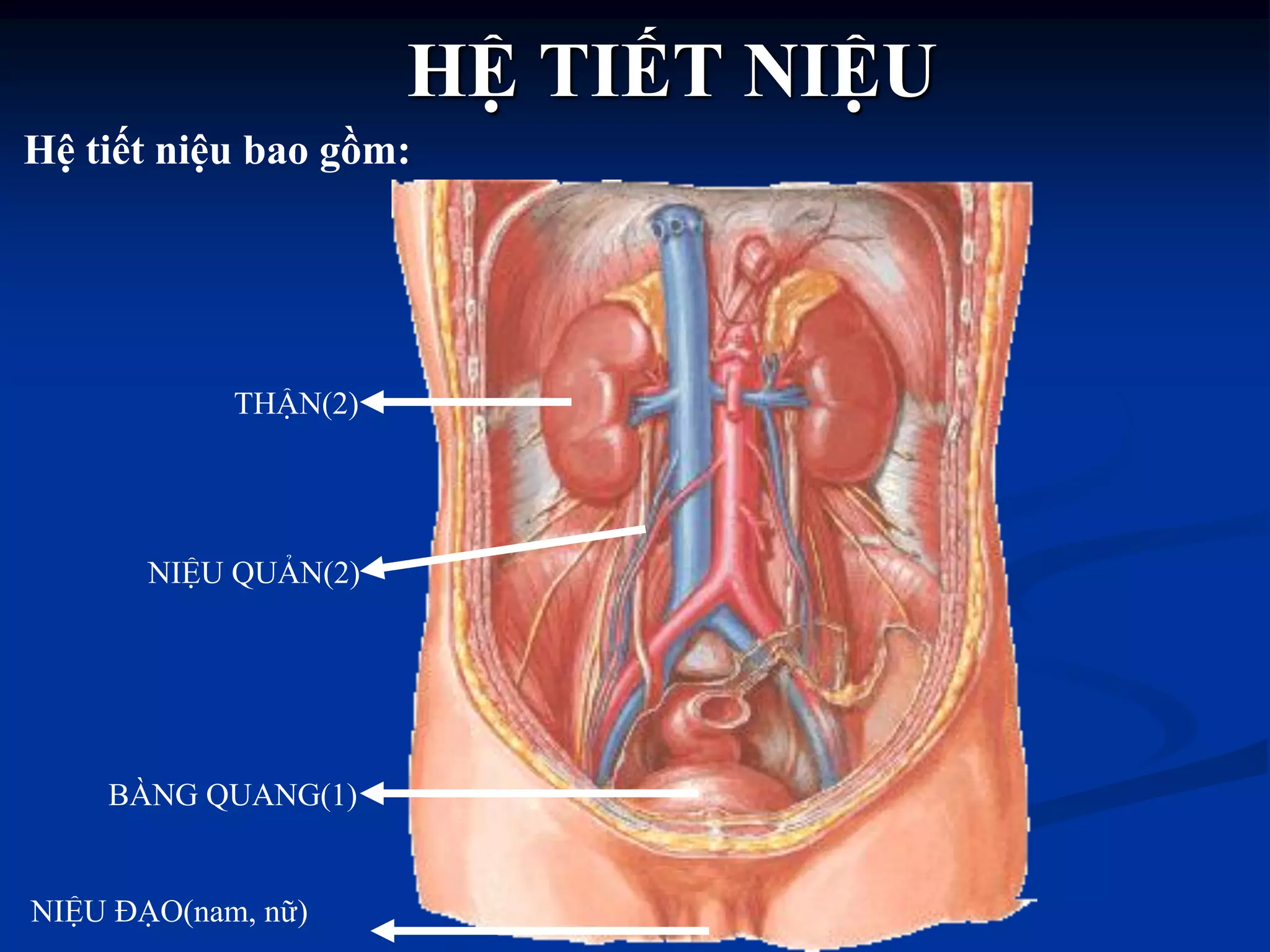 HỆ TIẾT NIỆU
THẬN(2)
NIỆU QUẢN(2)
BÀNG QUANG(1)
NIỆU ĐẠO(nam, nữ)
Hệ tiết niệu bao gồm:
 