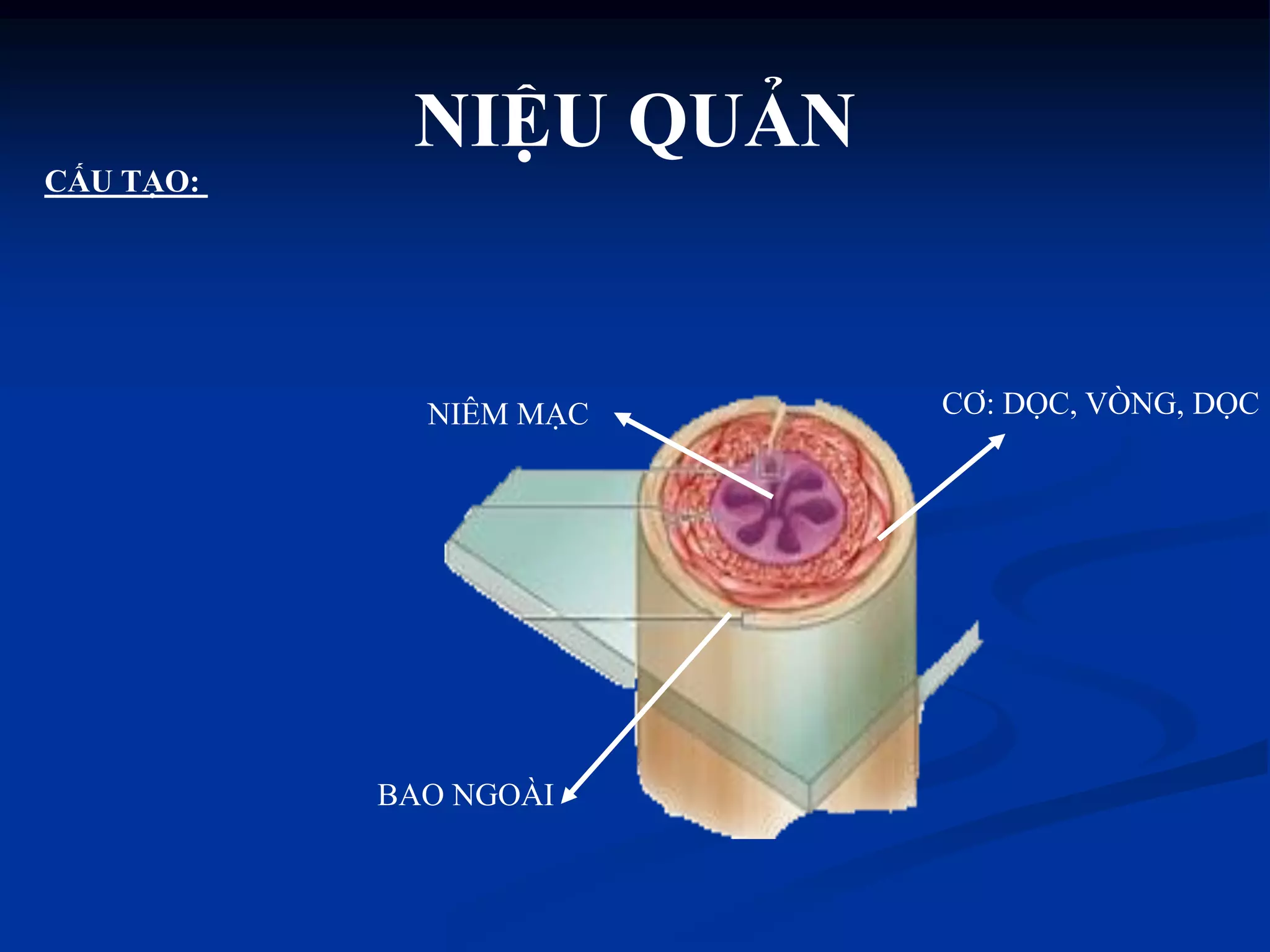 NIÊM MẠC
BAO NGOÀI
CƠ: DỌC, VÒNG, DỌC
CẤU TẠO:
NIỆU QUẢN
 