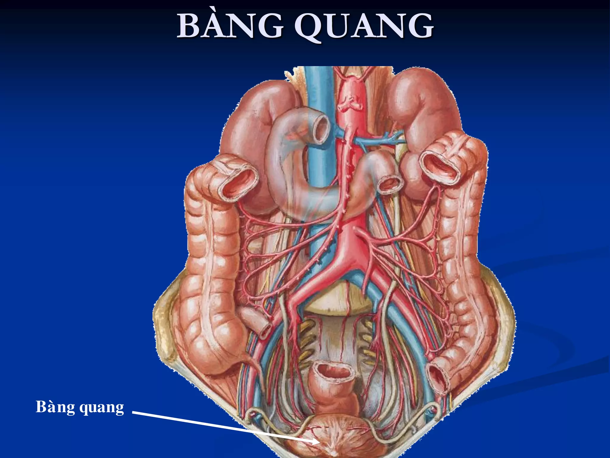 Baøng quang
BÀNG QUANG
 