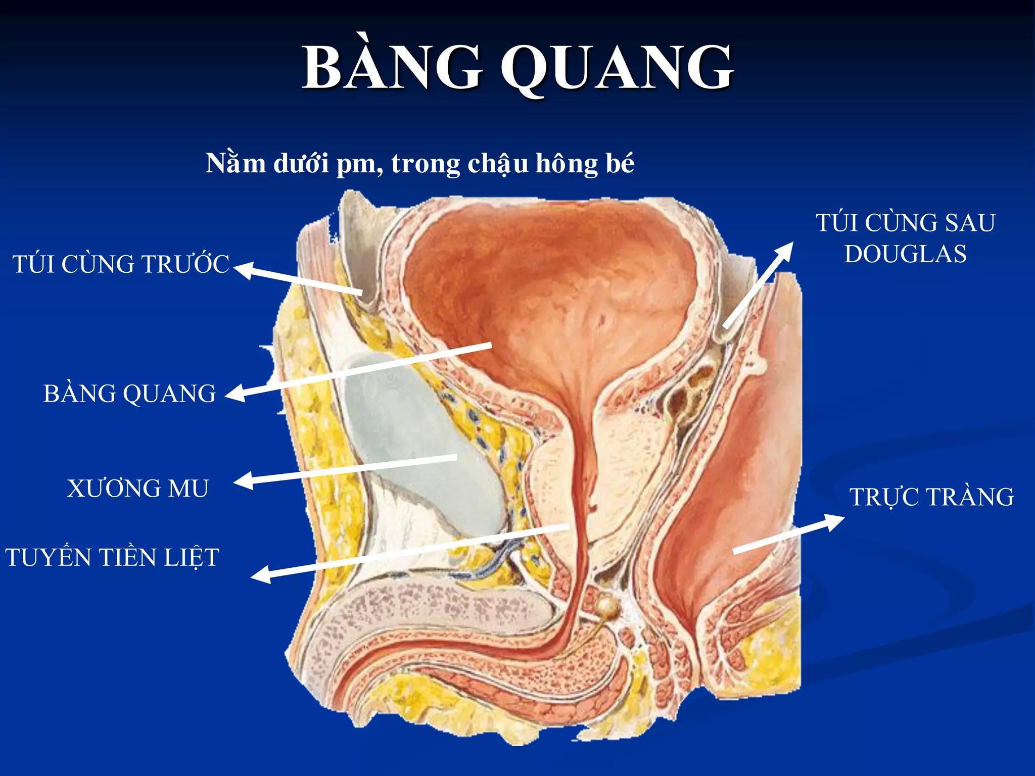 TÚI CÙNG SAU
DOUGLAS
BÀNG QUANG
TUYẾN TIỀN LIỆT
TRỰC TRÀNG
TÚI CÙNG TRƢỚC
XƢƠNG MU
Naèm döôùi pm, trong chaäu hoâng beù
BÀNG QUANG
 