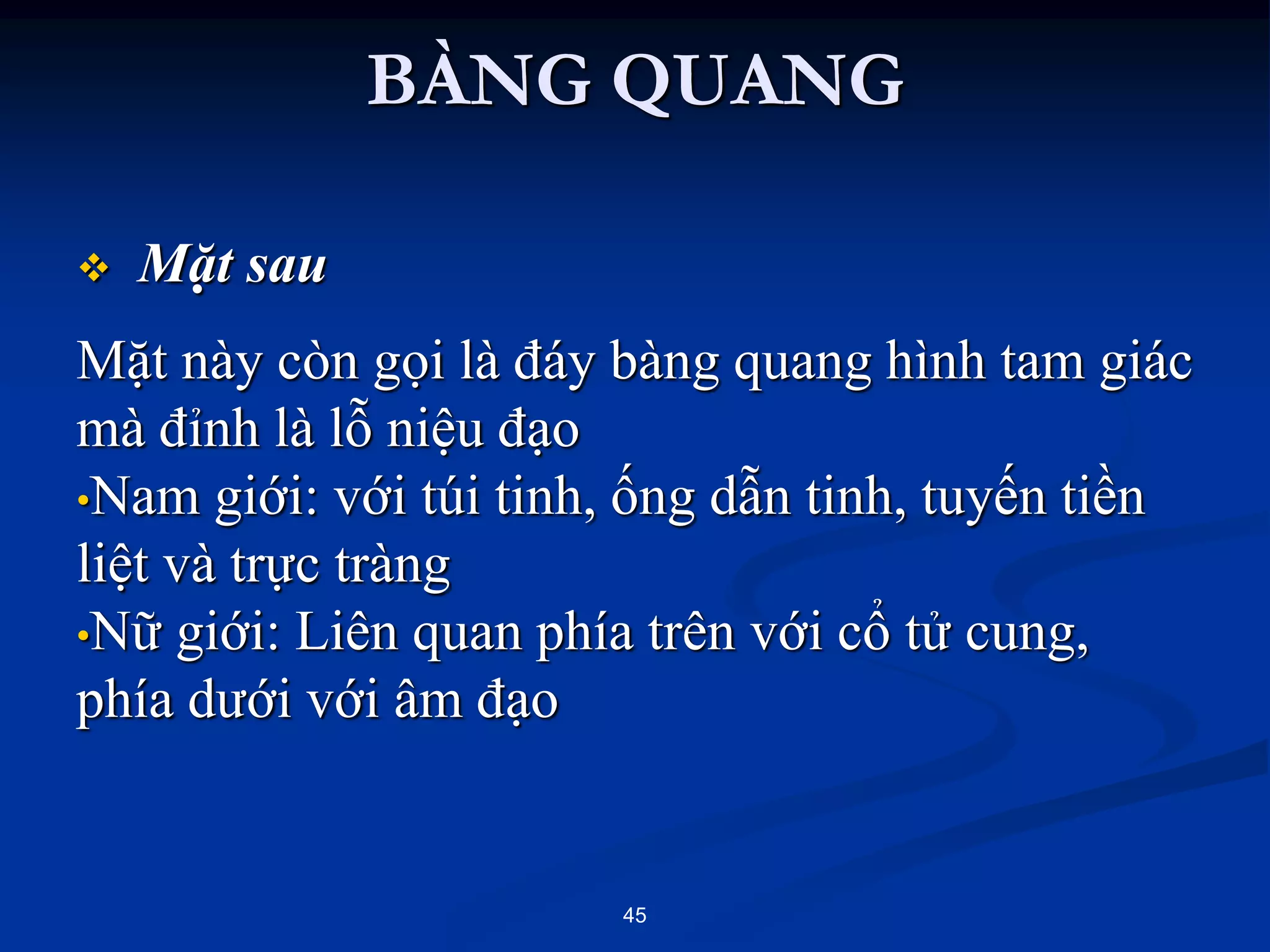  Mặt sau
Mặt này còn gọi là đáy bàng quang hình tam giác
mà đỉnh là lỗ niệu đạo
•Nam giới: với túi tinh, ống dẫn tinh, tuyến tiền
liệt và trực tràng
•Nữ giới: Liên quan phía trên với cổ tử cung,
phía dƣới với âm đạo
45
BÀNG QUANG
 