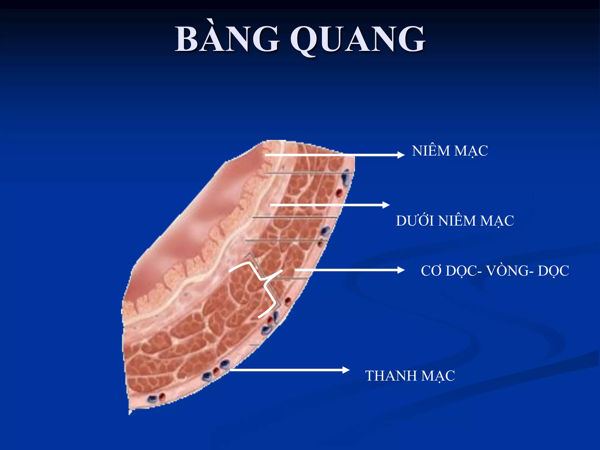 NIÊM MẠC
DƢỚI NIÊM MẠC
CƠ DỌC- VÒNG- DỌC
THANH MẠC
BÀNG QUANG
 