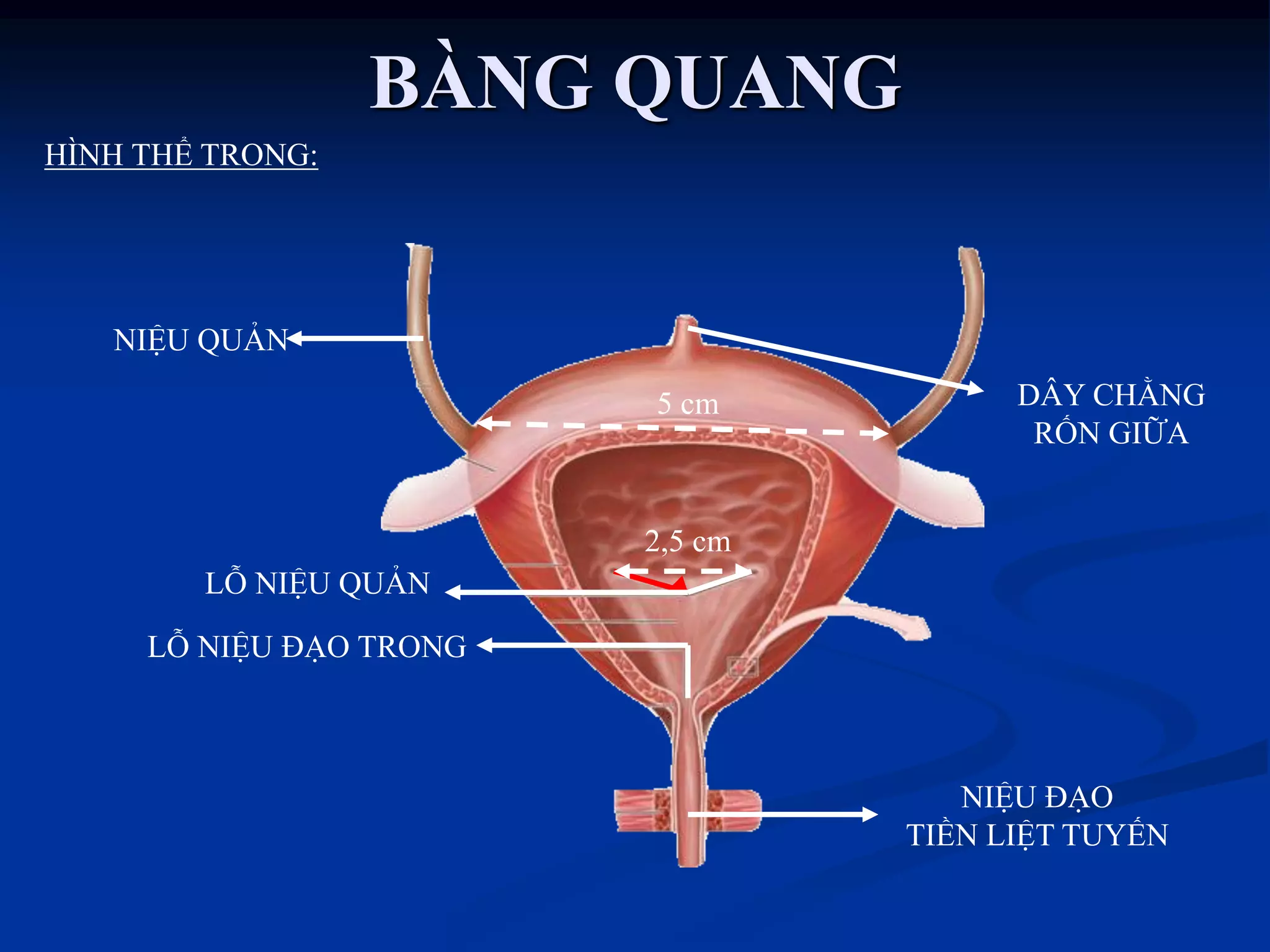 LỖ NIỆU ĐẠO TRONG
LỖ NIỆU QUẢN
NIỆU QUẢN
NIỆU ĐẠO
TIỀN LIỆT TUYẾN
DÂY CHẰNG
RỐN GIỮA
2,5 cm
5 cm
HÌNH THỂ TRONG:
BÀNG QUANG
 