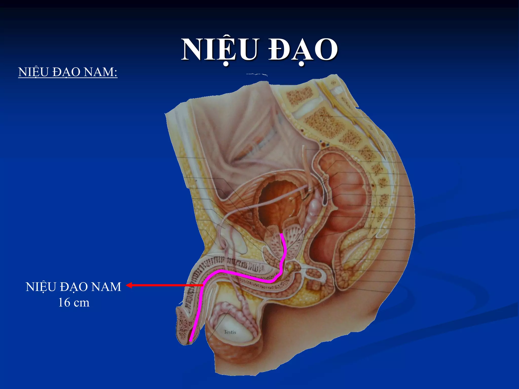 NIỆU ĐẠO
NIỆU ĐẠO NAM
16 cm
NIỆU ĐẠO NAM:
 