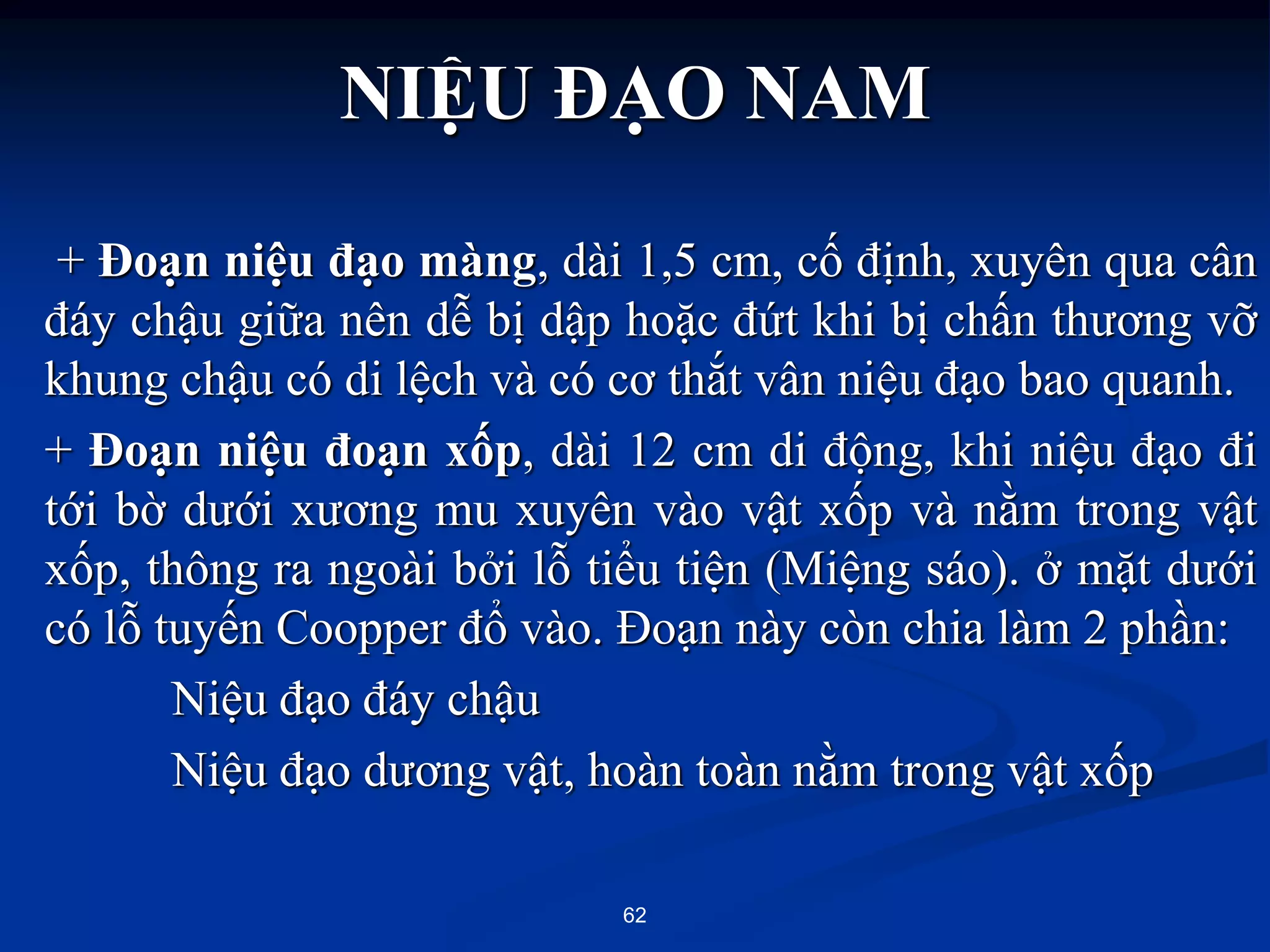 + Đoạn niệu đạo màng, dài 1,5 cm, cố định, xuyên qua cân
đáy chậu giữa nên dễ bị dập hoặc đứt khi bị chấn thƣơng vỡ
khung chậu có di lệch và có cơ thắt vân niệu đạo bao quanh.
+ Đoạn niệu đoạn xốp, dài 12 cm di động, khi niệu đạo đi
tới bờ dƣới xƣơng mu xuyên vào vật xốp và nằm trong vật
xốp, thông ra ngoài bởi lỗ tiểu tiện (Miệng sáo). ở mặt dƣới
có lỗ tuyến Coopper đổ vào. Đoạn này còn chia làm 2 phần:
Niệu đạo đáy chậu
Niệu đạo dƣơng vật, hoàn toàn nằm trong vật xốp
62
NIỆU ĐẠO NAM
 