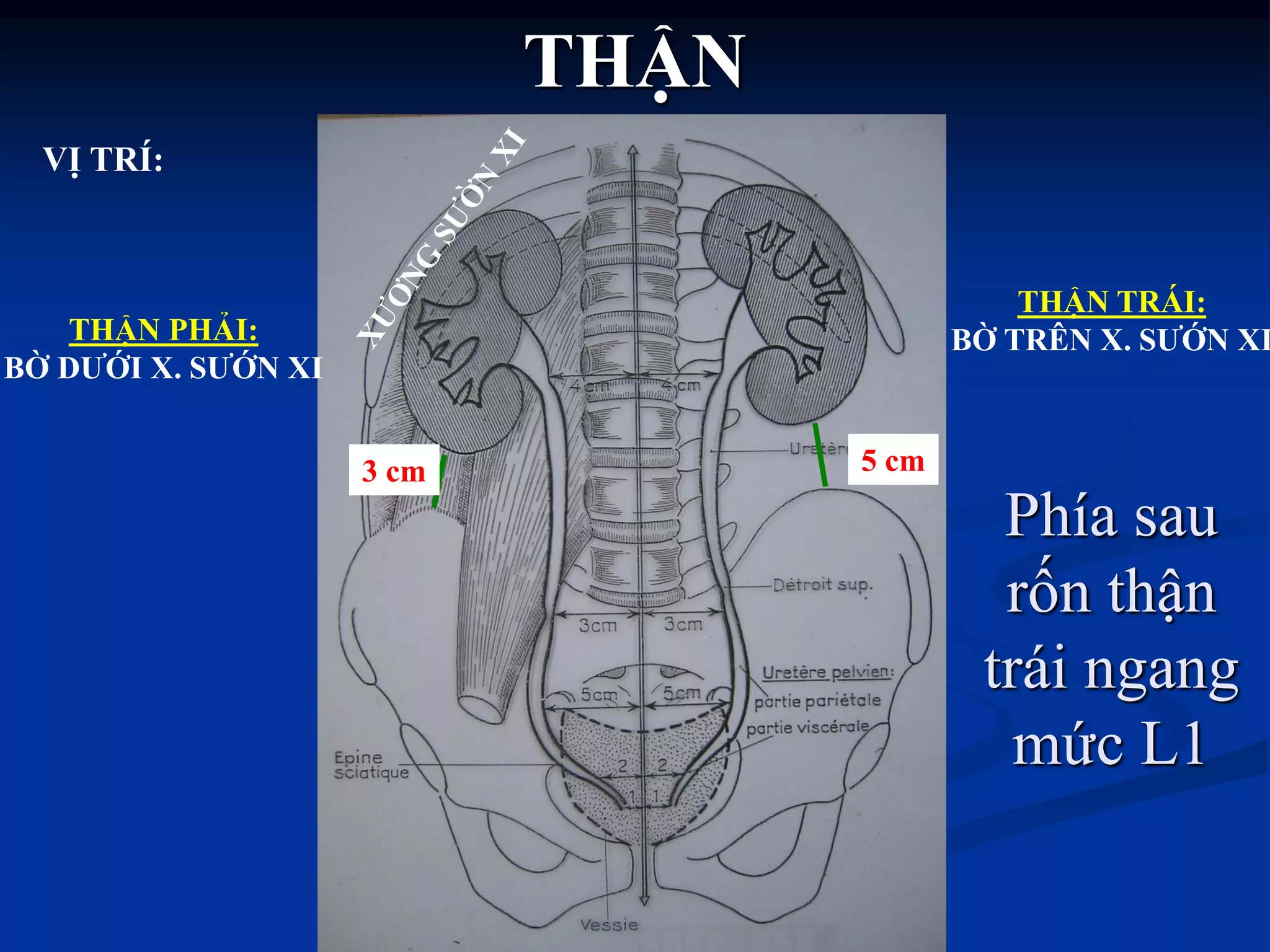 THẬN
VỊ TRÍ:
THẬN PHẢI:
BỜ DƢỚI X. SƢỚN XI
THẬN TRÁI:
BỜ TRÊN X. SƢỚN XI
3 cm 5 cm
Phía sau
rốn thận
trái ngang
mức L1
 