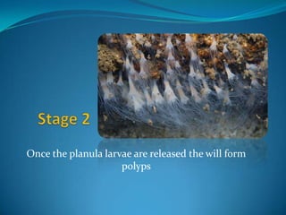 Once the planula larvae are released the will form
                     polyps
 