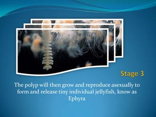 The polyp will then grow and reproduce asexually to
 form and release tiny individual jellyfish, know as
                      Ephyra
 